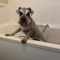 arthur schnauzer(@SchnauzerArthur) 's Twitter Profileg