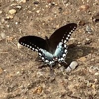 Shari Rudavsky (@srudavsky) 's Twitter Profile
