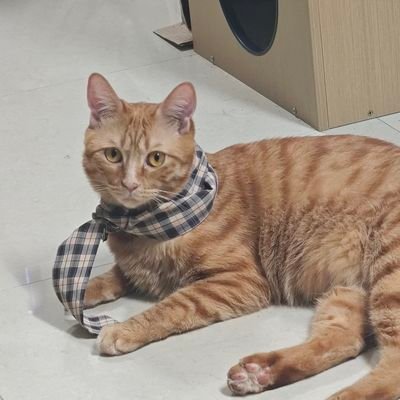 hachizuo's profile picture. 