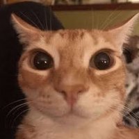 crztl (@crankedge) 's Twitter Profile