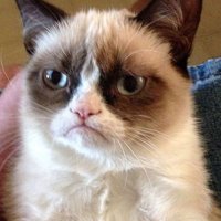 Grumpy Cat(@grumpycatso) 's Twitter Profile Photo