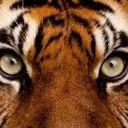 Eye of the Tiger