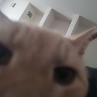 Setzer 🏳️‍⚧️🇵🇸🇺🇦 (@litolkittyboye) 's Twitter Profile Photo
