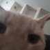 Setzer 🏳️‍⚧️🇵🇸🇺🇦 (@litolkittyboye) Twitter profile photo