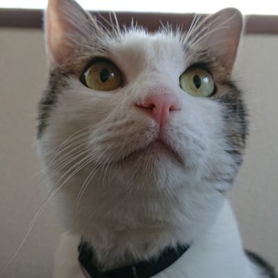 yakinikudaizin's profile picture. 新橋無責任男🌃
今日も元気に安請け合い
主に安川電機の製品を扱うニッチなエンジニア
V-TWIN MAGNA250が愛機
おっさんの入り口に足突っ込みました
テキトーなコメントをするので、やんわりスルーしてやってください

イシイを応援するイシイ