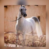 فالح (@faleh_q123) 's Twitter Profile