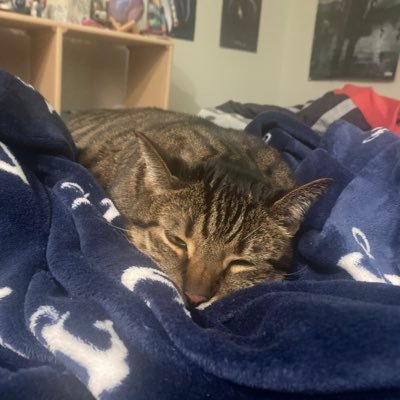 My cat Chewbacca is very very sick and is having trouble breathing we are very low on money and we need to pay his vet bill https://t.co/vmFJamWJ5u