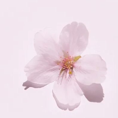 sakuranohana_23's profile picture. 