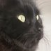 🐈⬛ Sweetie, Cricket, and Beau (@only_voids) Twitter profile photo 🐈⬛ Sweetie, Cricket, and Beau (@only_voids) Twitter profile photo