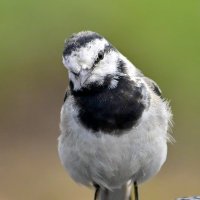 野鳥の友達 (@rjspuurnta53636) 's Twitter Profile Photo 野鳥の友達 (@rjspuurnta53636) 's Twitter Profile Photo