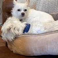 Lucy Oliver (@piperbingley) 's Twitter Profile