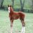 SanibelTBreds's profile image