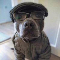 igor. (@hadmyback) 's Twitter Profile