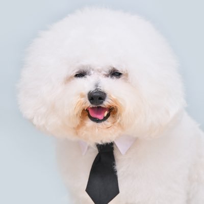 ビジネス書の編集をしています/PHP研究所/ふわふわしたものと散歩と焼酎が好きです/アイコンは愛犬のビションフリーゼ・ふわまるです