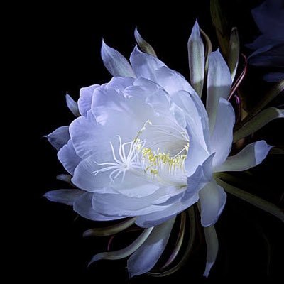 lunalunalune7cc's profile picture. '25/10くらいからJuice=Juiceに沼っている盛れミ新規🍹𓈒𓂂𓏸