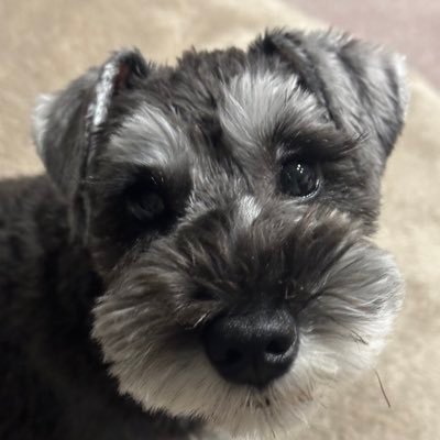 anigoinkyo's profile picture. ご隠居と呼ばれているがそこまでの歳ではない、事は無い歳になってしまった 娘シーナ（ミニチュアシュナウザー）お空に引っ越ししちゃいました、ノアが我が家にやって来た、頑張ろう