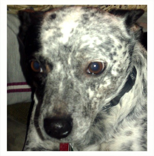 Ima dog. I luv mah hoomans. I luv 2 share ur fuds wif u. I needs a scooby shnack.