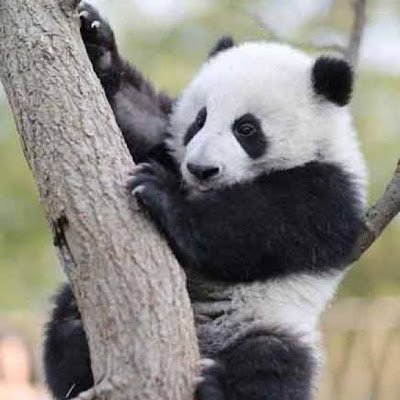 DPandian24's profile picture. 