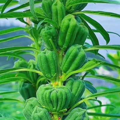 changjiang2467's profile picture. 真诚相待  合作共赢