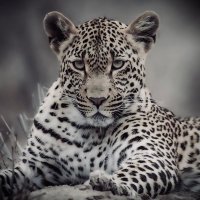 Simoné Venter (@simone_venter1) 's Twitter Profile