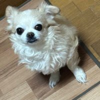 mayu・大阪 (@mayumin082) 's Twitter Profile