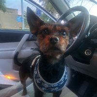 Daniel Vo (@danielvo10) 's Twitter Profile