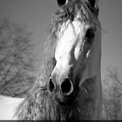 alofi_rana's profile picture. (الله هو الأمان الوحيد )