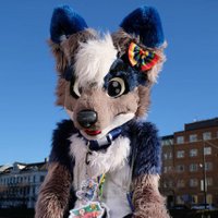 Quasar (@quasar_fox) 's Twitter Profile