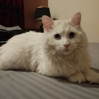 1 Year Old Persian
Pure White with a Heart of Gold!!