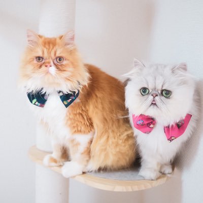 一人暮らしと猫2匹：エキゾチックロングヘア：へちま：2021.0308🍰：むた：2023.10.08🍰：#猫好きさんと繋がりたい