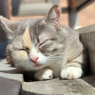 家猫マンチカンのメロン😸  6才♀にゃ😽  家族はトイプーのアリス(12才♀)🐶    猫語を翻訳してくれる人間がツイートしてるけどあんまり正確ではないにゃー😿

それから写真の無断転載は止めてほしいにゃ！