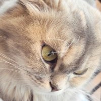 ¨̮ (@apuxi__) Twitter profile photo