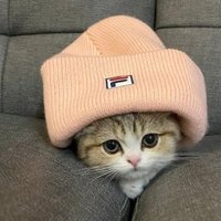 Bamicat Fan Token 바미군 (CTO) (@bamicatsol) 's Twitter Profile