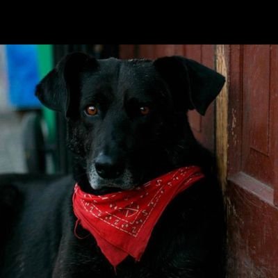 leftruaru's profile picture. no lucho por seguidores, con los que me siguen estoy tranquilo y contento, mi lucha es contra los fascistas que detienen el avance de la gente de a pie!,