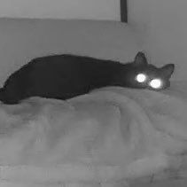 gesugao's profile picture. 