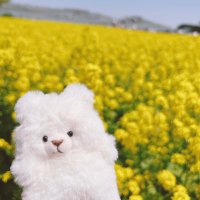 べあ(ぺい) (@beartikutiku) 's Twitter Profile Photo べあ(ぺい) (@beartikutiku) 's Twitter Profile Photo