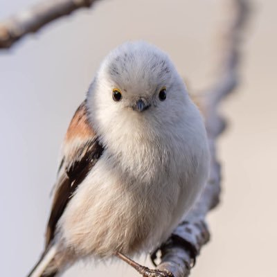 gomashiophoto's profile picture. 🟡🟣永遠の本命シルトプレ🟣🟡 一口🥕/🟢🟥/🤍🩶