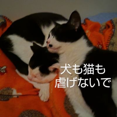 野犬やネグレクト犬や外猫達保護し生活
今TNR活動より譲渡の兄弟猫と一緒
BESTY🎵
無言フォロー🙆RT🙏座右の銘は
✨明日考えましょう✨
DMラリー🆖
絶対完全室内飼育
外猫は家猫になれぬ限り護れない
犬も猫も室内の一択!これ持論!議論無し

#猫の十戒 #犬の十戒
＃保健所収容
野犬収容反対殺処分回避一択