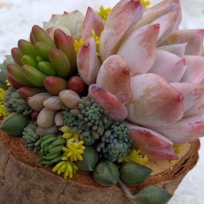 nitaytum's profile picture. 多肉植物(主にエケベリア)、寄せ植えなどに合うアンティーク鉢の仕入れ販売を行っています。韓国苗、中国苗、自家産苗を中心に取り扱っています。
興味が御座いましたらDMまたは下記URLからお問い合わせお願い致します。