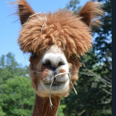 ahmdxbt's profile picture. Takipçi istemiyorum.