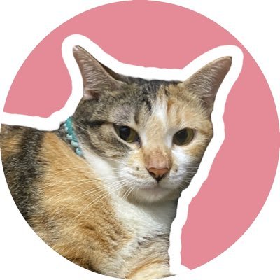 momo, pretty sassy diluted calico 🐱, 4 yo, actively encourages others to join the child-free program! and others 🐾✨Account run by cibabu, no racist here 🙇‍♀️