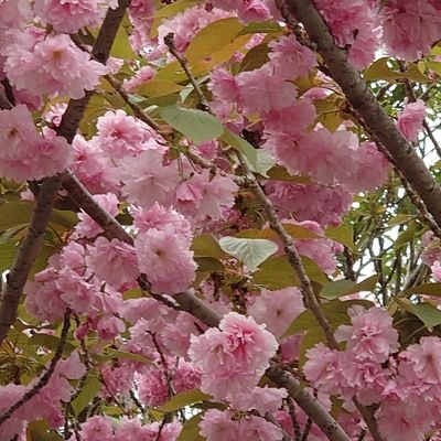 eliceblueeyes's profile picture. 聖飢魔II元信者
神社⛩️龍神様 八百万の神々様が好き
自分の使命•天命模索中