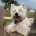 MacGregor Westie 🦴 (@MacgregorWestie) Twitter profile photo