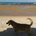 cachorro de praia (@surfnaweb) Twitter profile photo