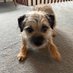 Pickles (@PicklestheBT) Twitter profile photo