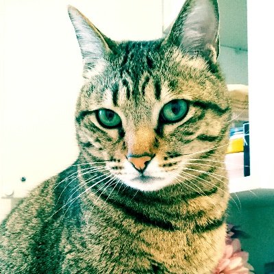 LaLna02224384's profile picture. 動物と水晶💎✨月と美しい自然をこよなく愛する者🌳🌛迎え入れて暮らした保護猫達は数知れず🐾現在７匹の猫達と暮らす🐈‍⬛🐈体に良い食べ物🥗オカルト・ホラー・怪談好き💀