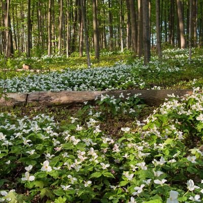 vaibhavsingh_9's profile picture. Things compound.