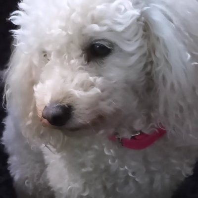 - 🇨🇱
-yo/él
- Más Revivido
- todo normal en mi vida
- volviendo a desarrollar bots de Discord
- la confianza que tengo hacia @LaRoja murió