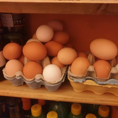 louloubellehmc's profile picture. Regenerative market gardener. Carnivore. God bless the farmers who care about our land. Fully prepped and trying to find a way to escape this wretched matrix.