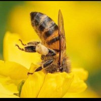 ABASNATURA (@naturabascan) 's Twitter Profile Photo ABASNATURA (@naturabascan) 's Twitter Profile Photo